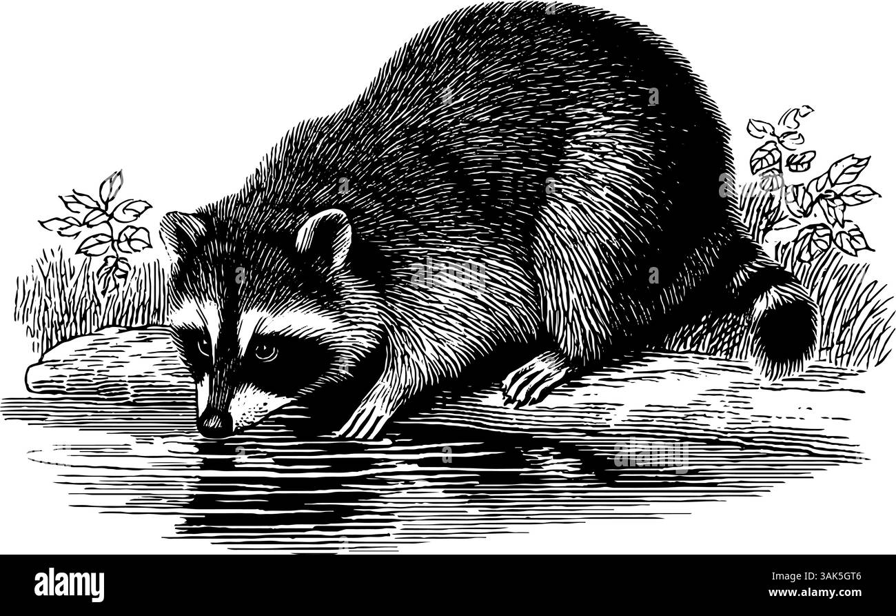 Detaillierte Gravur von Schafen mit lockiger Wolle für künstlerisches Design und Agrarthema. Stock Vektor