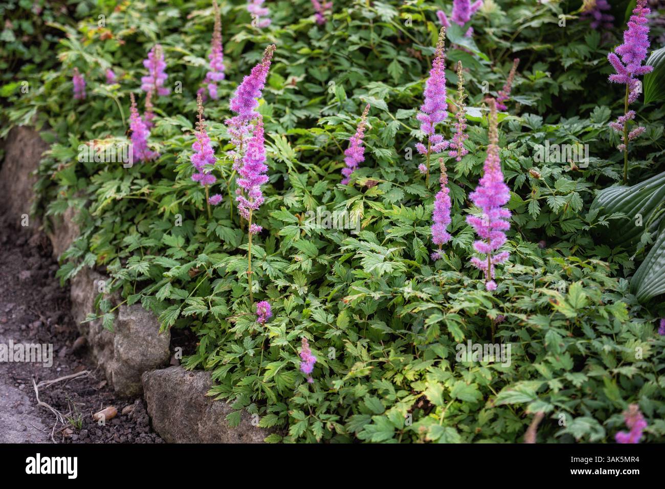 Astilbe chinensis oder falscher Ziegenbart. Die Gartendekorationspflanze wird in der Landschaftsgestaltung als Bordstein entlang von Wegen und Bodenbedeckung verwendet Stockfoto