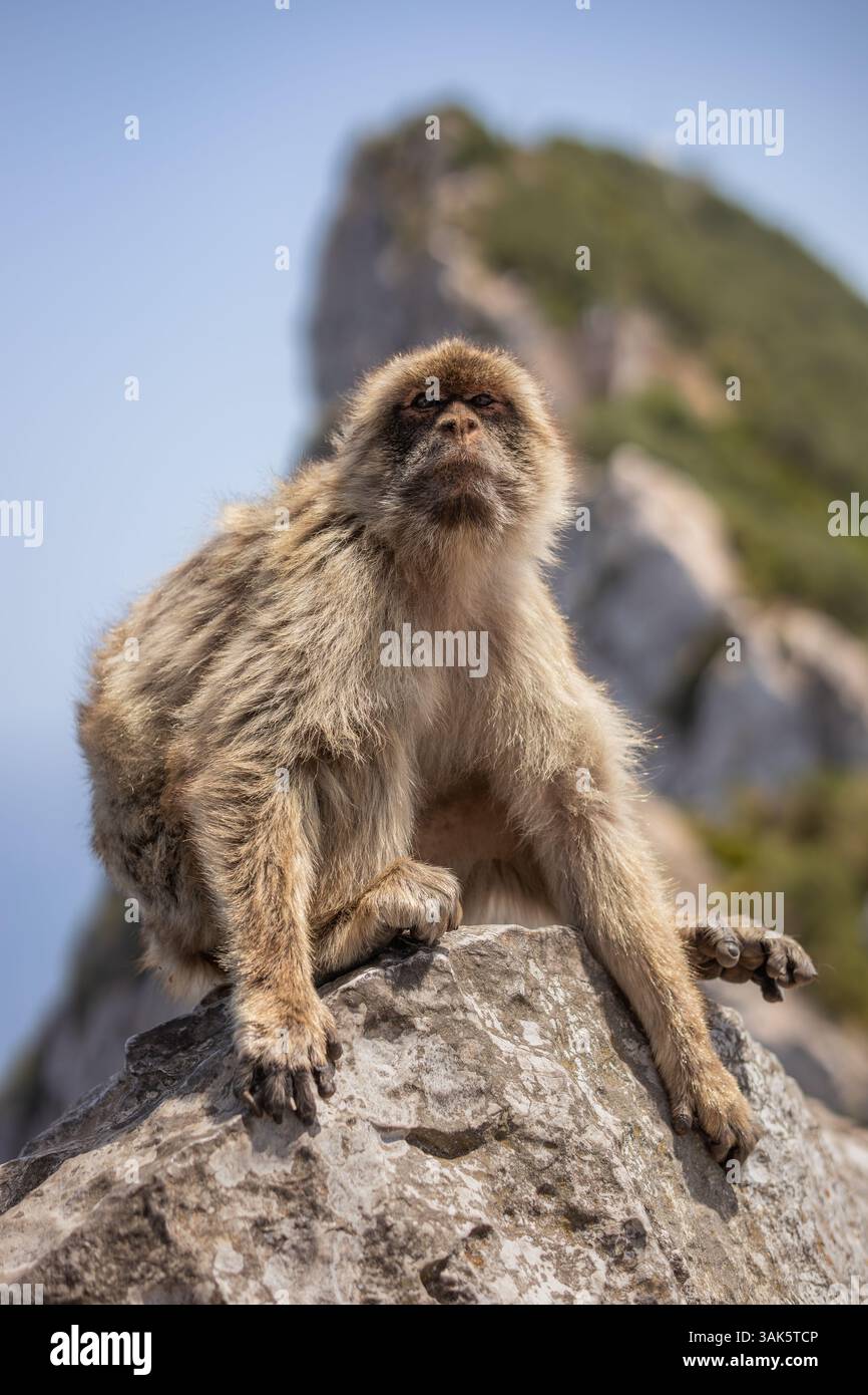Vertikales Porträt von Furry Barbary Macaque auf Rock im Gibraltar Nature Reserve. Niedliches gefährdetes Tier Macaca Sylvanus auf Stein während des Sonnentages. Stockfoto