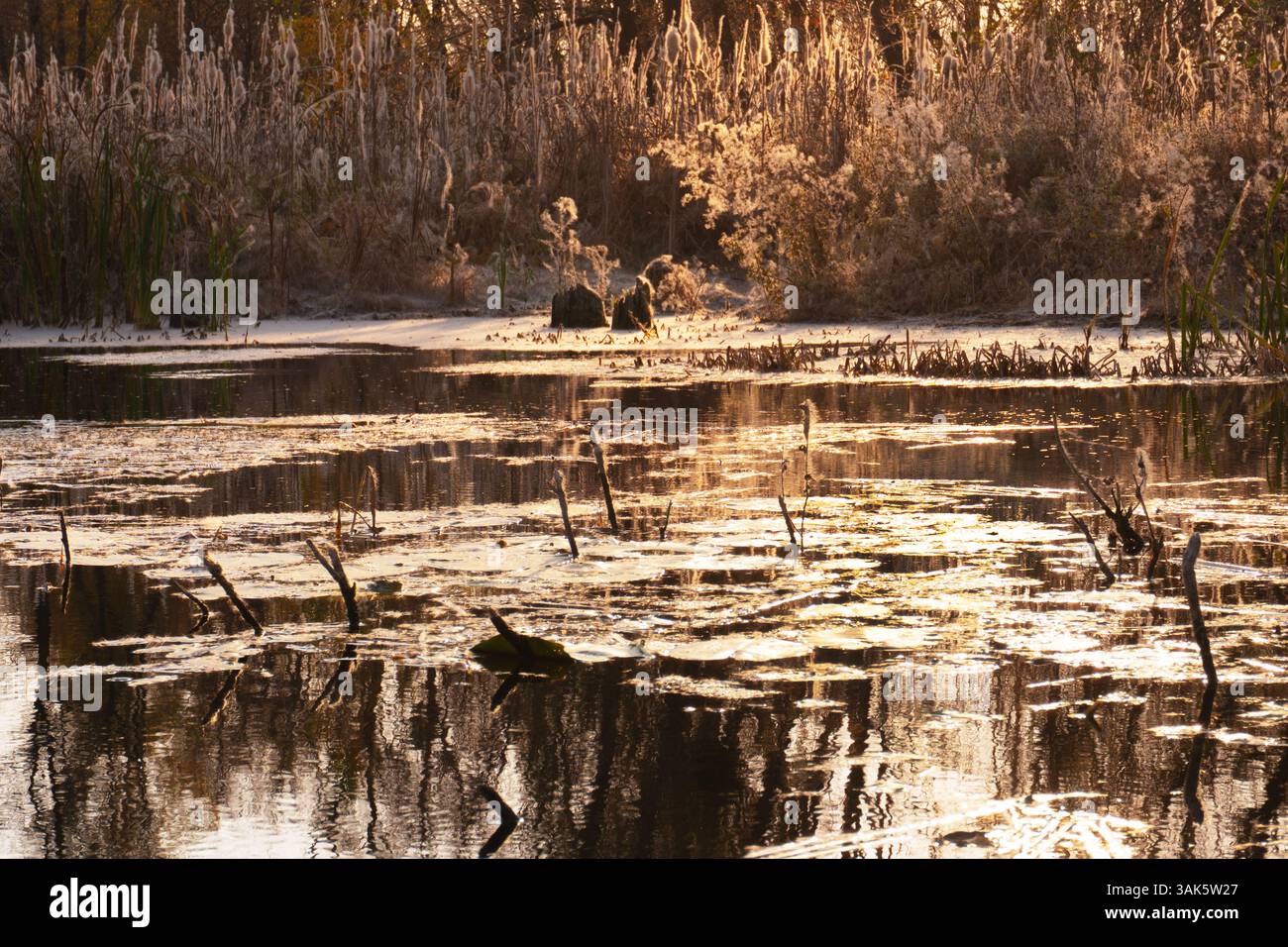 pappelflaume bedeckte alle Äste, Grashalme, Baumstümpfe und die Oberfläche des Wassers in einer dicken Schicht Stockfoto