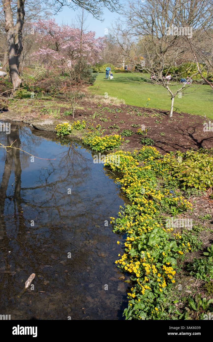 Die Beck RHS Harlow Carr Stockfoto