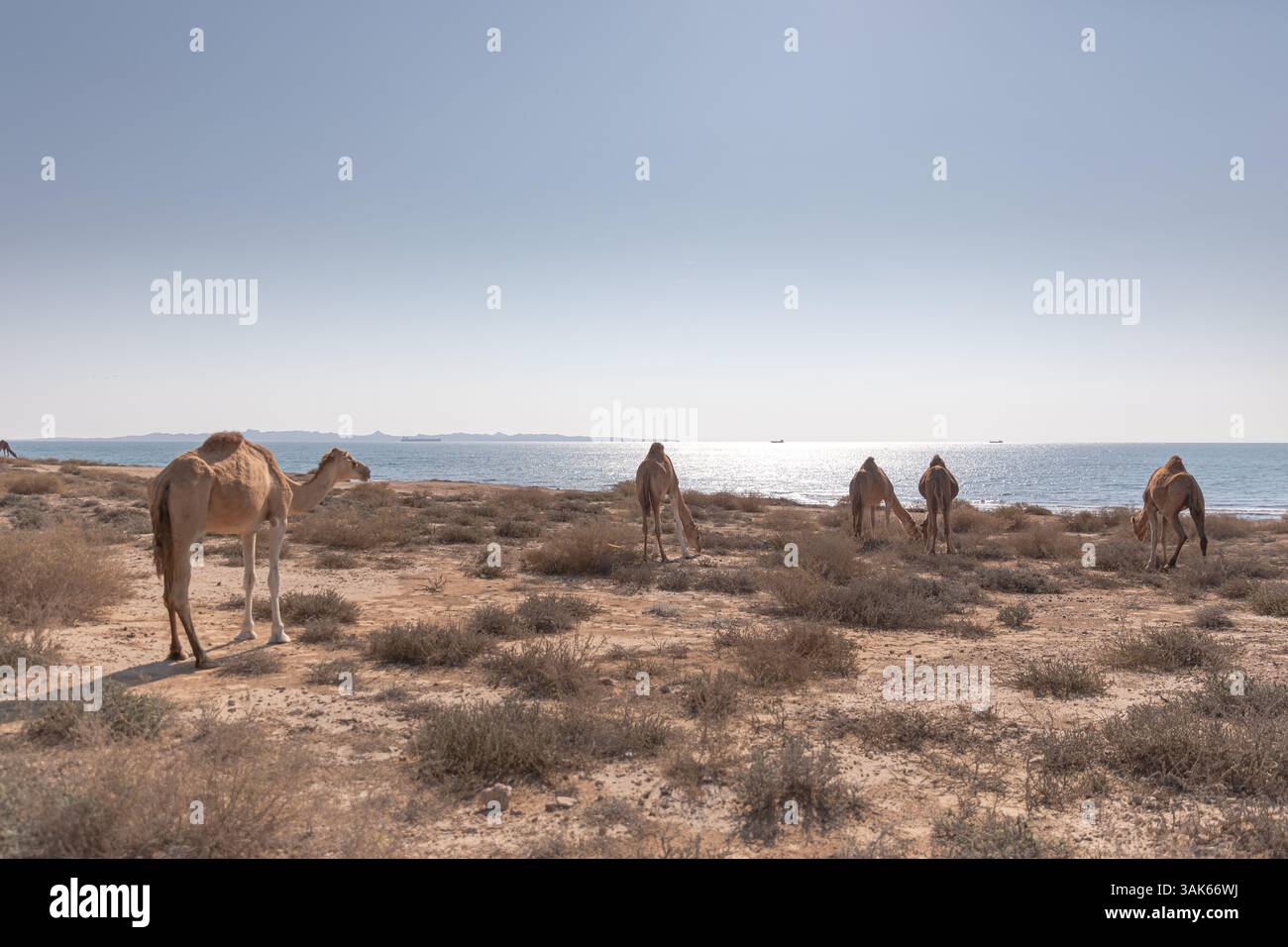 Qeshm und Hengam, die Insel am Persischen Golf Stockfoto
