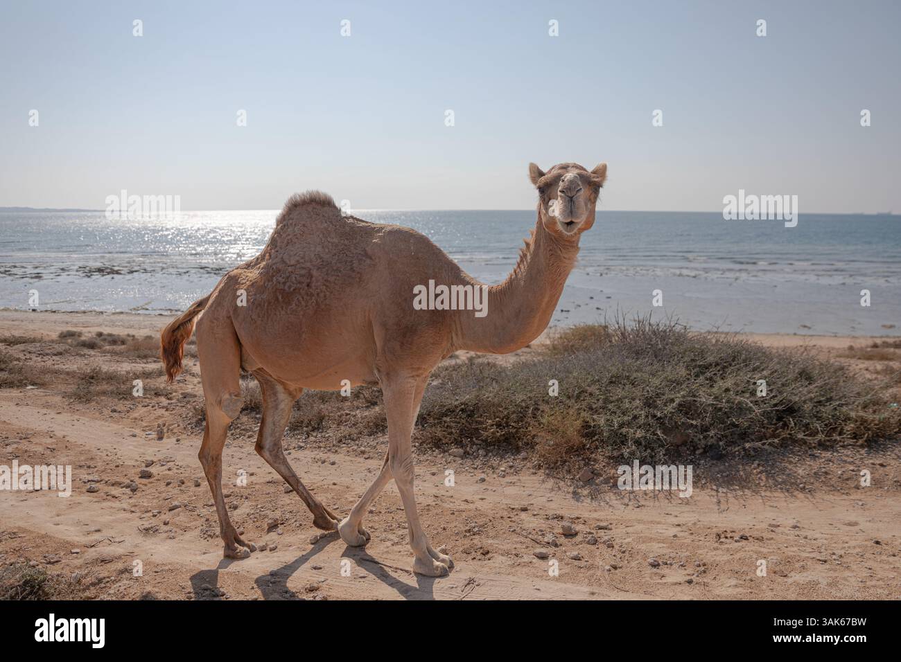 Qeshm und Hengam, die Insel am Persischen Golf Stockfoto