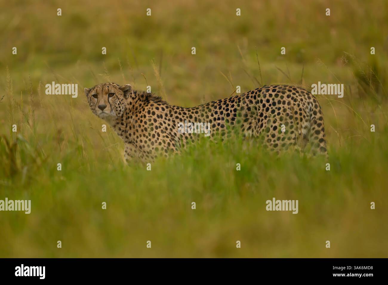Männlicher Gepard, der durch hohe Gräser läuft, Masai Mara, Kenia Stockfoto