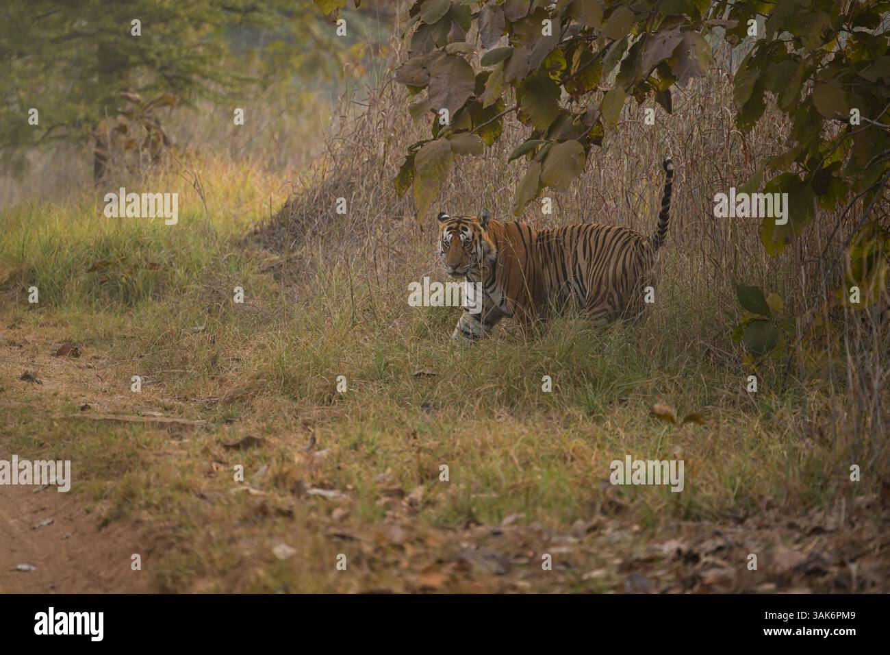 Der männliche Tiger, bekannt als P-663, markiert sein Territorium, Panna Tiger Reserve, Indien Stockfoto