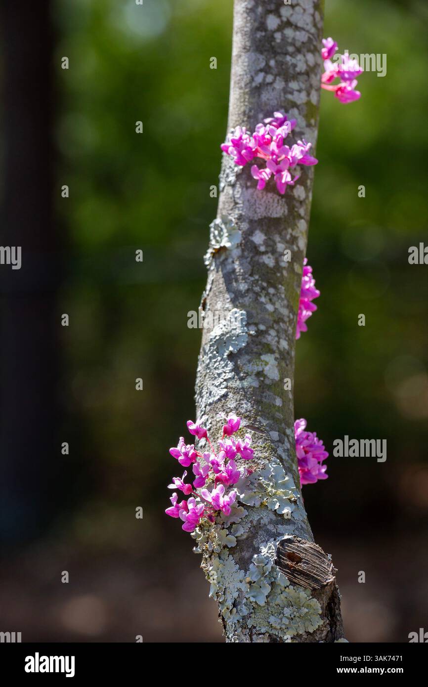 Montgomery, Alabama - Blumen auf einem Zweig eines östlichen Rotknospenbaums (Cercis canadensis) Ende März. Stockfoto