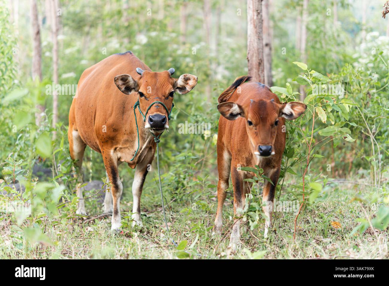 Eine Kuh und ihr Kalb stehen zusammen in einem grünen Waldgebiet im ländlichen Indonesien. Stockfoto