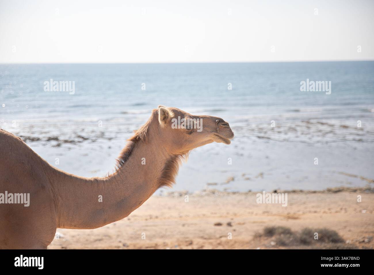 Qeshm und Hengam, die Insel am Persischen Golf Stockfoto