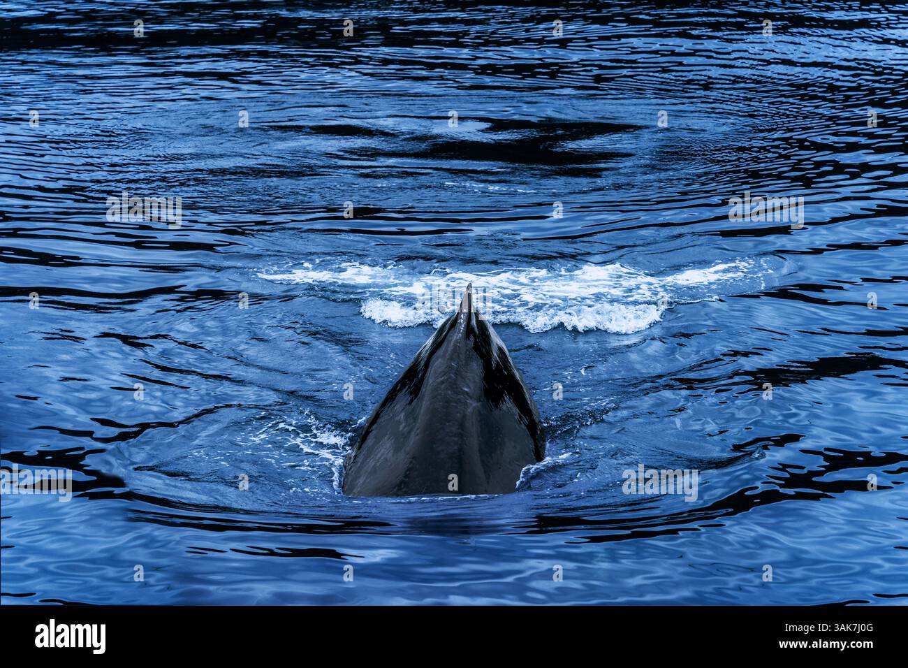 Wale tauchen in das Meereswasser in Alaska und zeigen den Körper Stockfoto