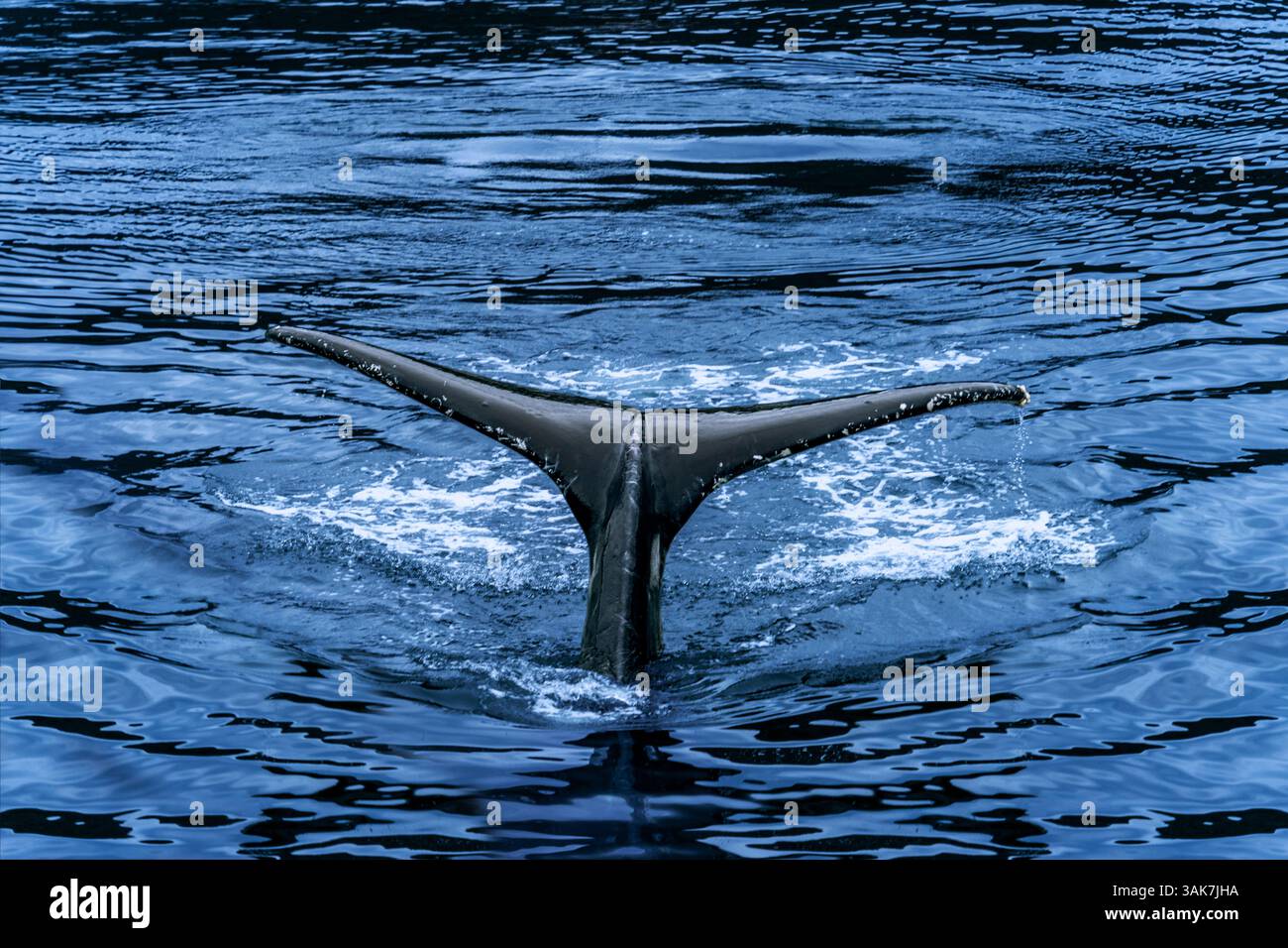 Wal taucht in Alaska in das Meereswasser und zeigt den Schwanz Stockfoto