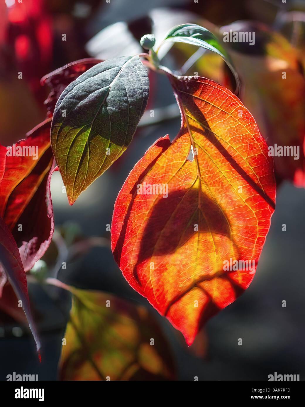 Sonnenlicht filtert durch eine Gruppe von Herbstblättern, wirft schwebende Schatten und hebt deren Textur, Form und tiefe jahreszeitliche Farbe hervor. Stockfoto Sonnenlicht filtert durch eine Gruppe von Herbstblättern, wirft schwebende Schatten und hebt deren Textur, Form und tiefe jahreszeitliche Farbe hervor. Stockfoto