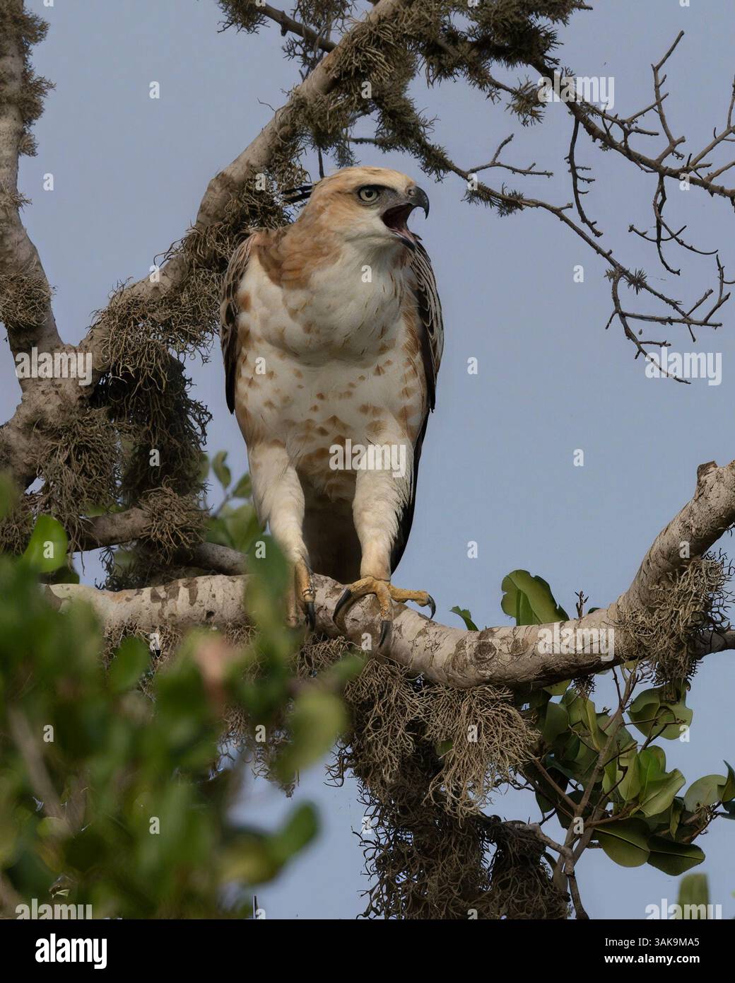 Ein Kammfalenadler auf einem Baum in Sri Lanka Stockfoto