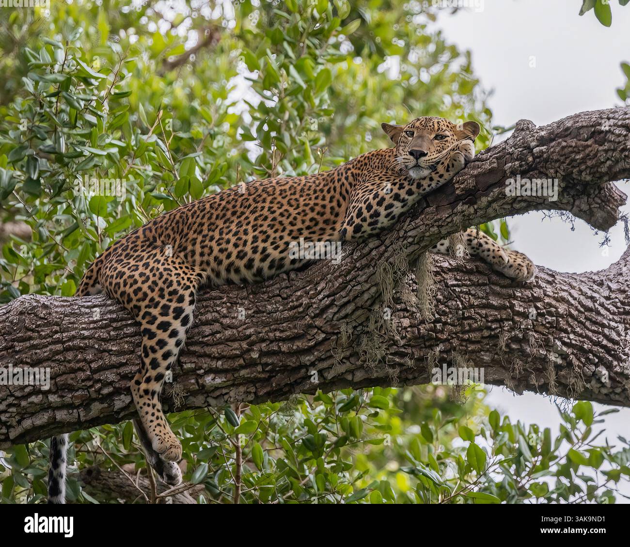 Ein Leopard aus Sri Lanka, der in der Abenddämmerung auf einem Baum ruht Stockfoto