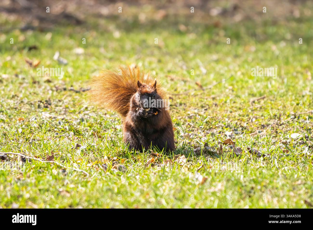 Zimtmorph von Eastern Grey Eichhörnchen sucht im Frühjahr in Toronto Nüsse Stockfoto