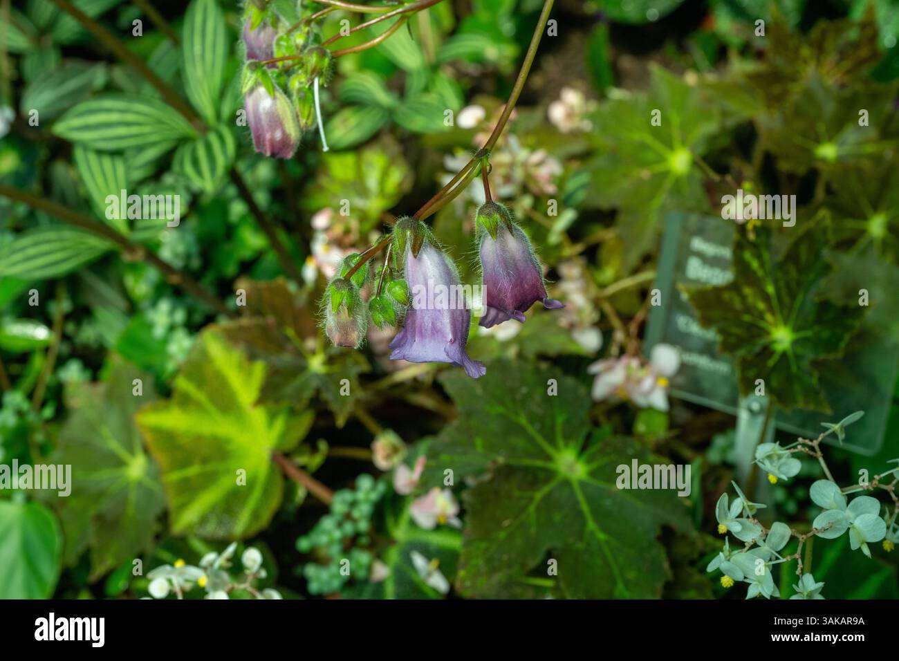 Sinningia aghensis hat große violette Blüten. Es findet sich im Südosten Brasiliens Stockfoto