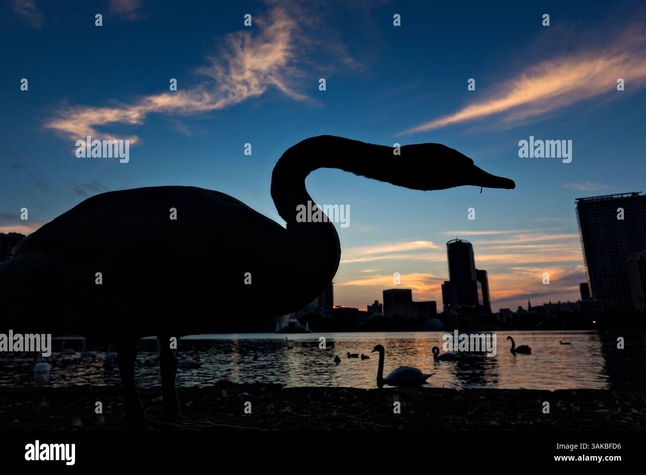 10. Januar 2015 - Orlando, FL, Vereinigte Staaten von Amerika - Ein Schwan wird von der untergehenden Sonne und dem Blick auf die Skyline des Lake Eola in Orlando, Florida, umgeben. Lake Eola Park liegt im Herzen der Innenstadt von Orlando und Heimat des Walt Disney Amphitheaters. (Bild: © Richard Ellis Via ZUMA Wire) Stockfoto