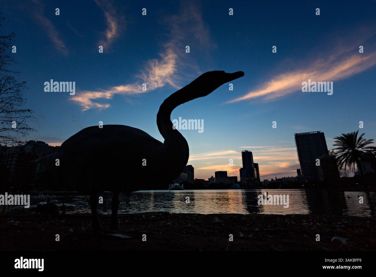 10. Januar 2015 - Orlando, FL, Vereinigte Staaten von Amerika - Ein Schwan wird von der untergehenden Sonne und dem Blick auf die Skyline des Lake Eola in Orlando, Florida, umgeben. Lake Eola Park liegt im Herzen der Innenstadt von Orlando und Heimat des Walt Disney Amphitheaters. (Bild: © Richard Ellis Via ZUMA Wire) Stockfoto