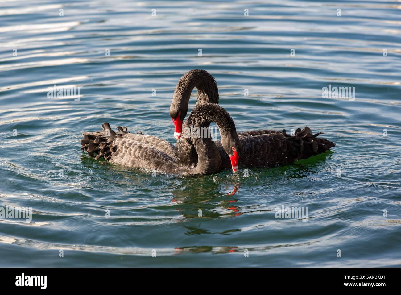 10. Januar 2015: Orlando, FL, Vereinigte Staaten von Amerika: Zwei umworfene australische schwarze Schwäne führen ihr Paarungsritual am Lake Eola in Orlando, Florida, durch. (Bild: © Richard Ellis Via ZUMA Wire) Stockfoto