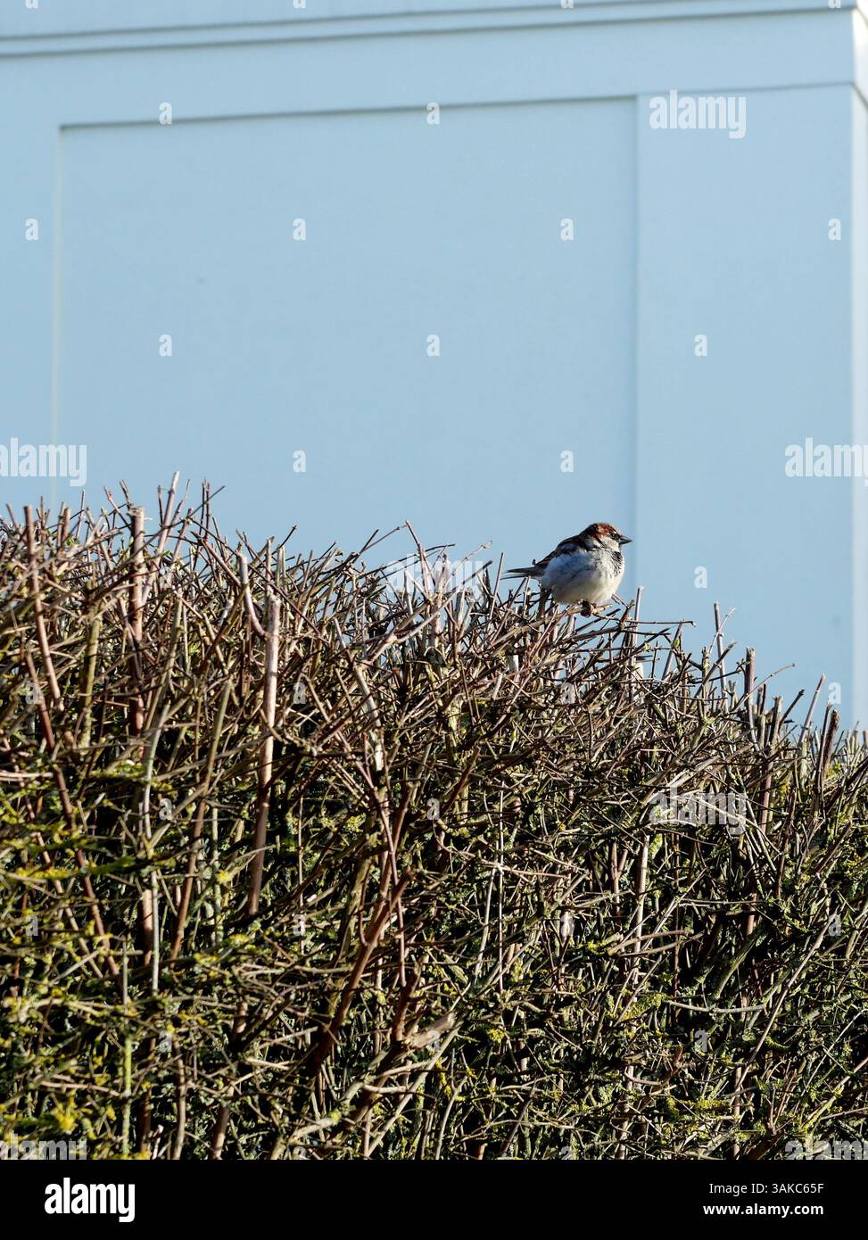 Ein Spatzen sitzt im Frühjahr auf einer Hecke, während andere in der Nähe zwitschern. Das Sonnenlicht hebt seine zarten Federn hervor und erweckt die friedliche Szene zum Leben. Stockfoto