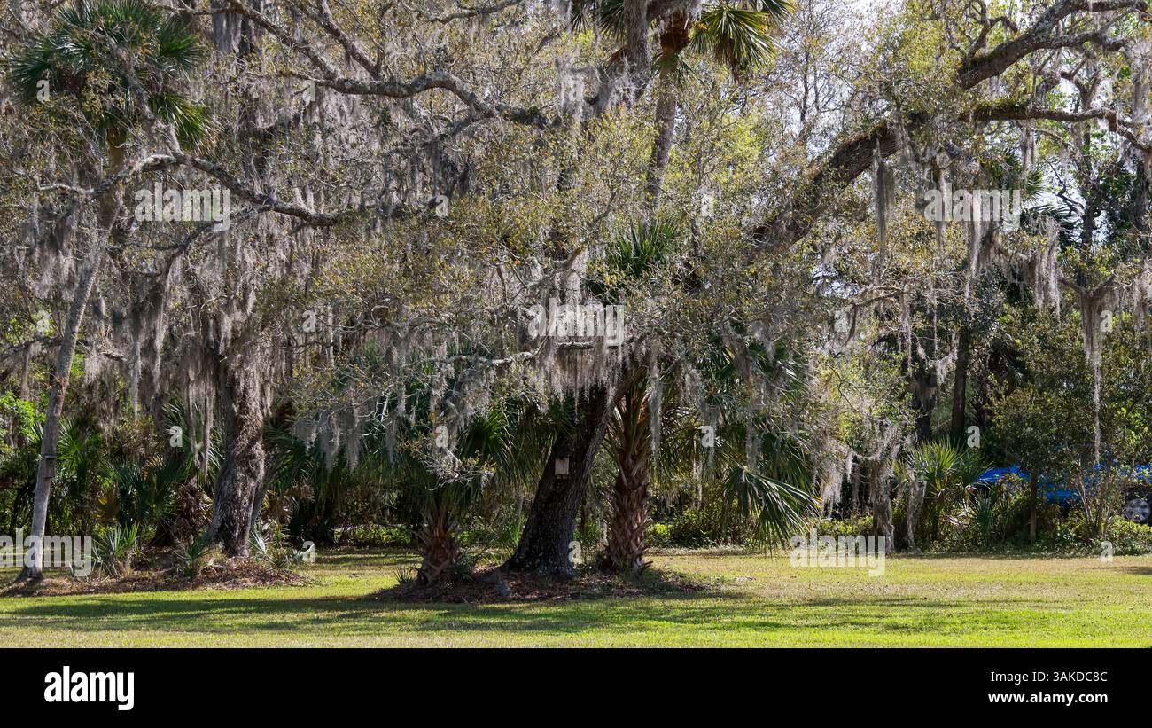 Ein großer Live Oak Park in Orlando Wetlands Meadow im Bundesstaat Florida. Stockfoto