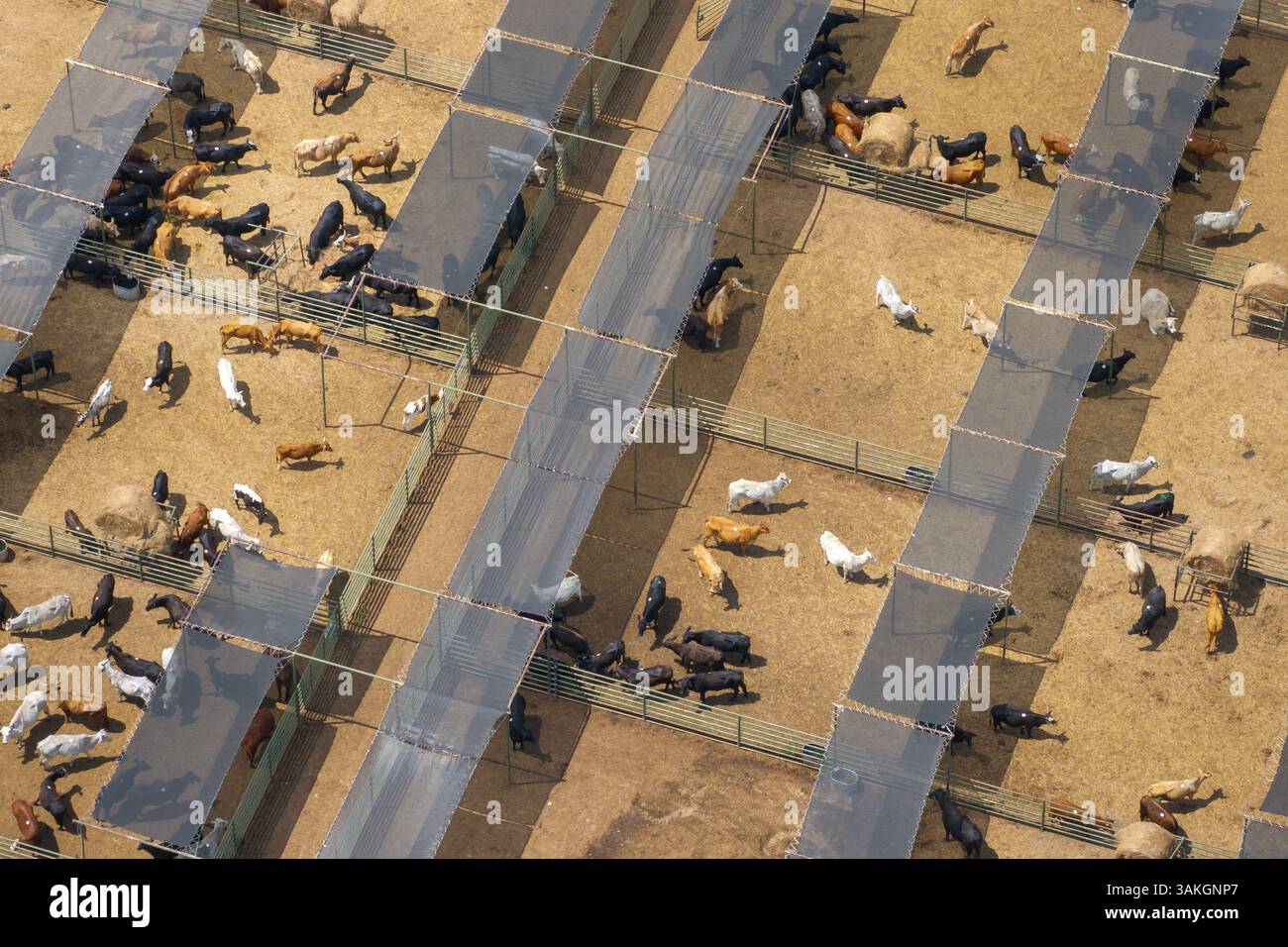 Kuhfutterpartie mit Fleischkühen. Viehhaltung auf dem Bauernhof in den USA Stockfoto
