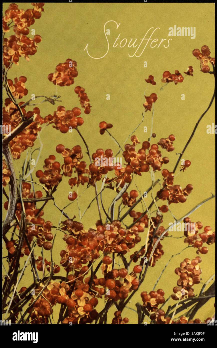 Das Stouffer's Luncheon Menu ist ein zweifach gefaltetes Menü, das auf weißem Cardstock gedruckt ist und ein Foto von Hüftrosen auf Zweigen mit Chartreuse-Hintergrund zeigt. Es umfasst eine Vielzahl von Speisen wie Sandwiches, Salate, Gemüse, Hauptgerichte, Desserts, Obst und Getränke. Stockfoto