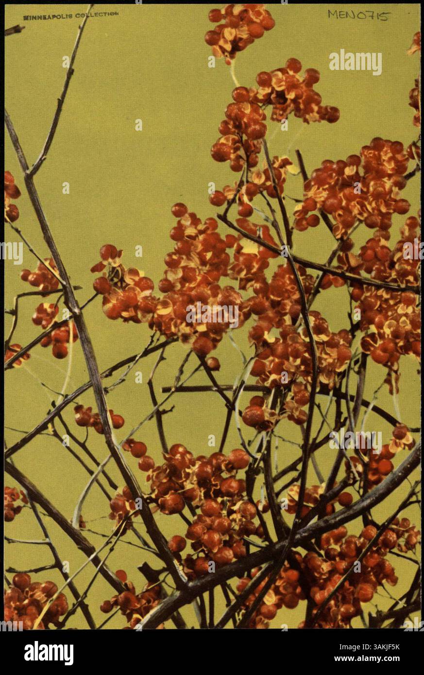 Das Stouffer's Luncheon Menu ist ein auf weißem Cardstock gedrucktes zweigefaltetes Menü mit einem Foto von Hüftrosen mit einem Chartreuse-Hintergrund. Das Menü enthält eine Vielzahl von Speisen wie Sandwiches, Salate, Gemüse, Hauptgerichte, Desserts, Obst und Getränke. Stockfoto