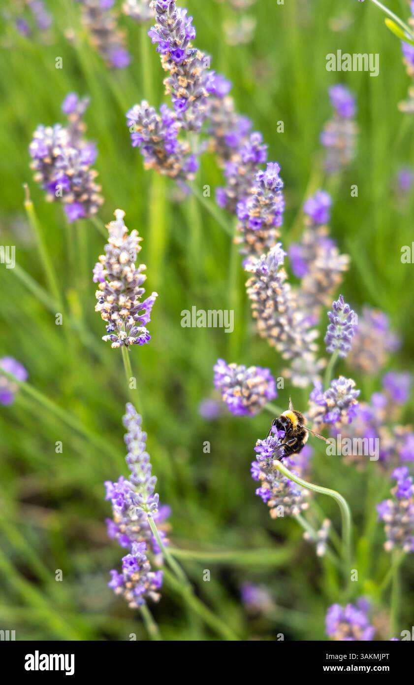 Lavendelblumen mit Bienen auf dem Feld auf Südinsel, Neuseeland Stockfoto