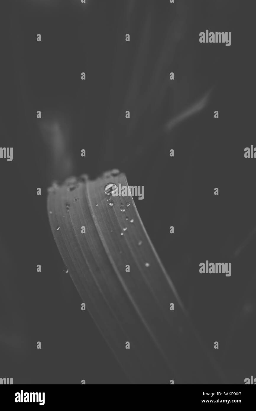 Regentropfen auf dem Rasen Stockfoto