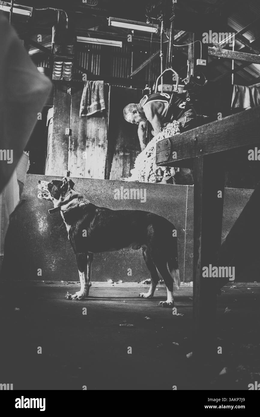 Schafhund in der Scherhalle Stockfoto