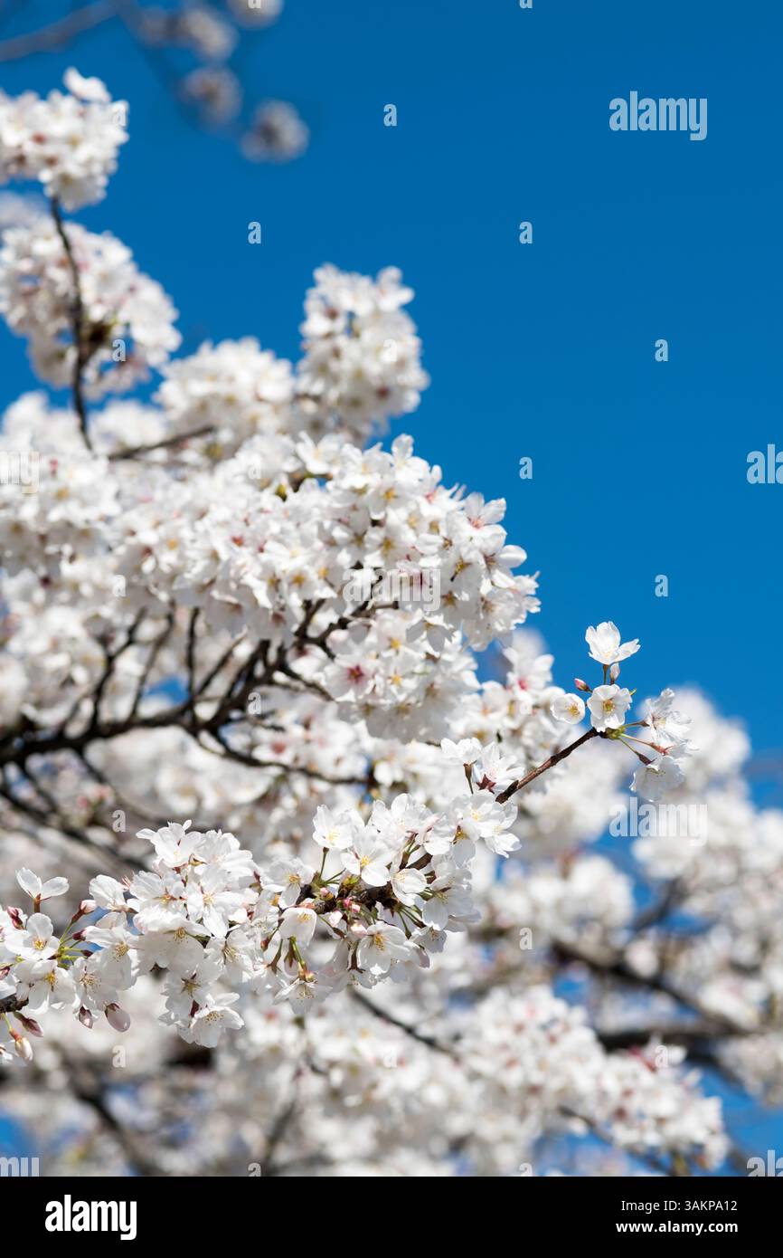Kirschblüten am Ufer des Flusses Noh, Chofu, Japan Stockfoto