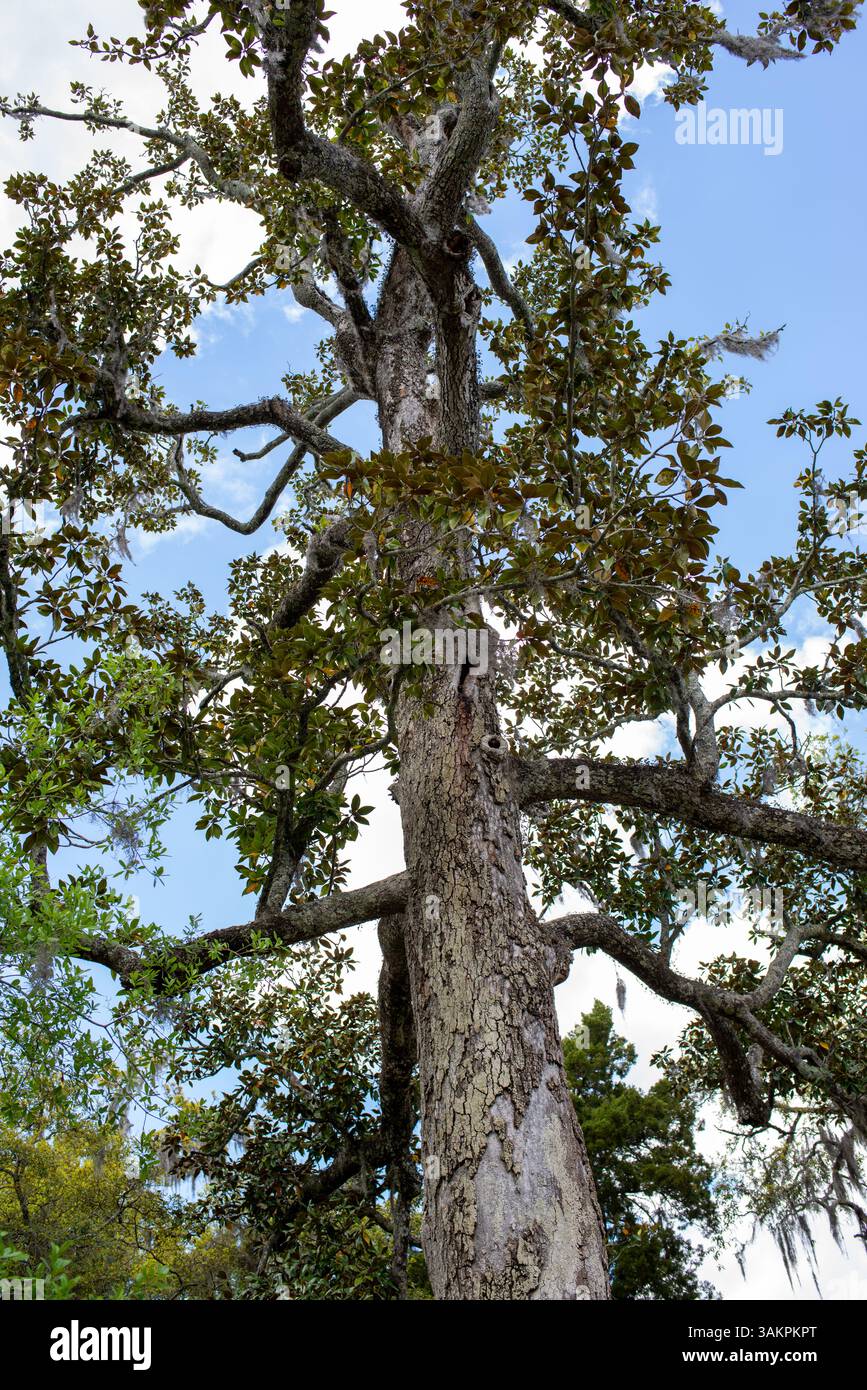 Bonaventure Cemetery, Savannah, Georgia, wurde in Mitternacht im Garten des Guten und Bösen vorgestellt und gilt als einer der schönsten Friedhöfe der Welt. Stockfoto