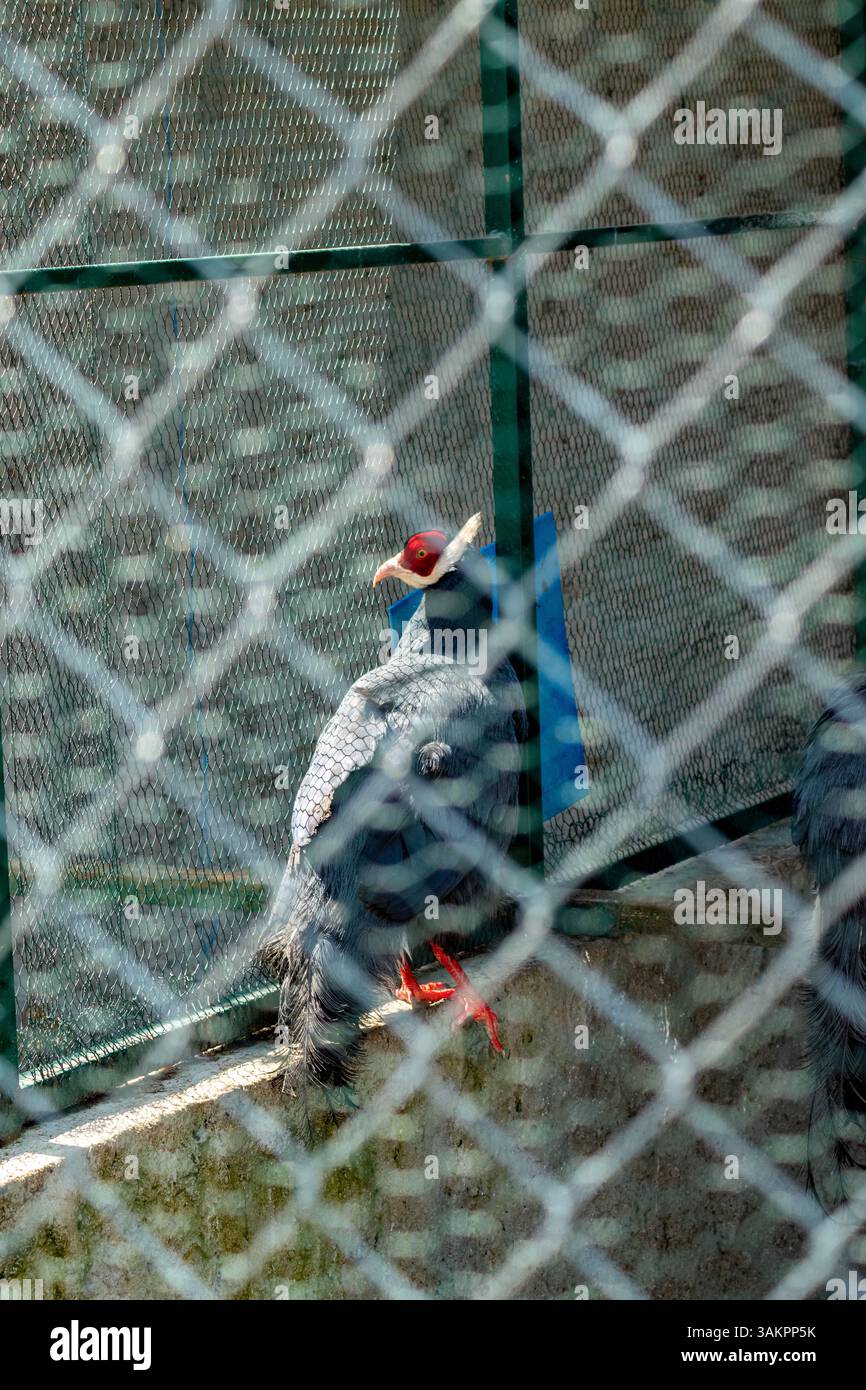 Seltener Fasan mit roten Gesichtsmarkierungen und dunklem Gefieder, der in einem umzäunten Gehege steht Stockfoto