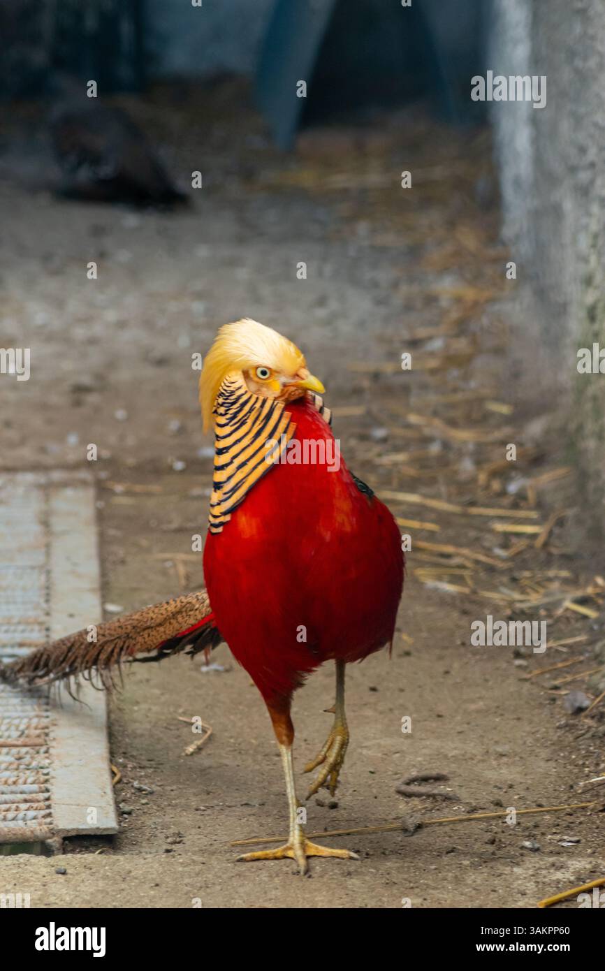 Leuchtender goldener Fasan, der mit seinem hellgelben Wappen und rotem Gefieder in einem staubigen Gehege nach vorne blickt Stockfoto