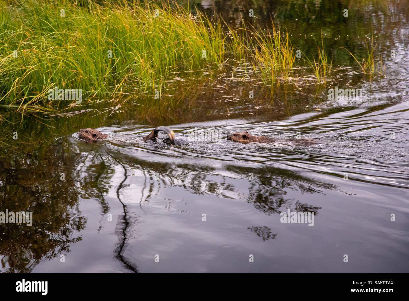 Ein paar süße Biber, die vor Wintereinbruch ihr Haus bauen, wurden im späten Herbst aufgenommen. Stockfoto