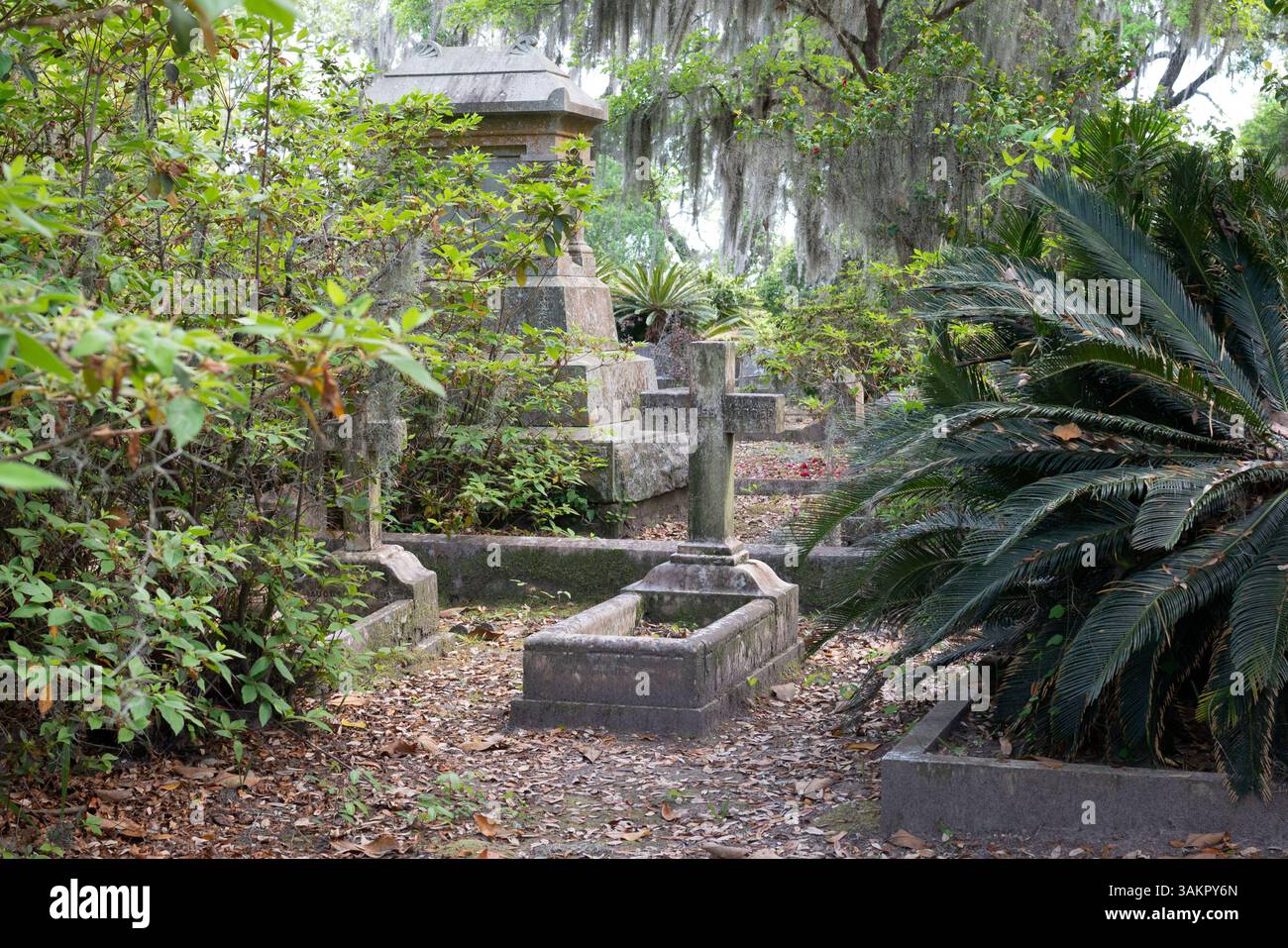 Bonaventure Cemetery, Savannah, Georgia, wurde in Mitternacht im Garten des Guten und Bösen vorgestellt und gilt als einer der schönsten Friedhöfe der Welt. Stockfoto