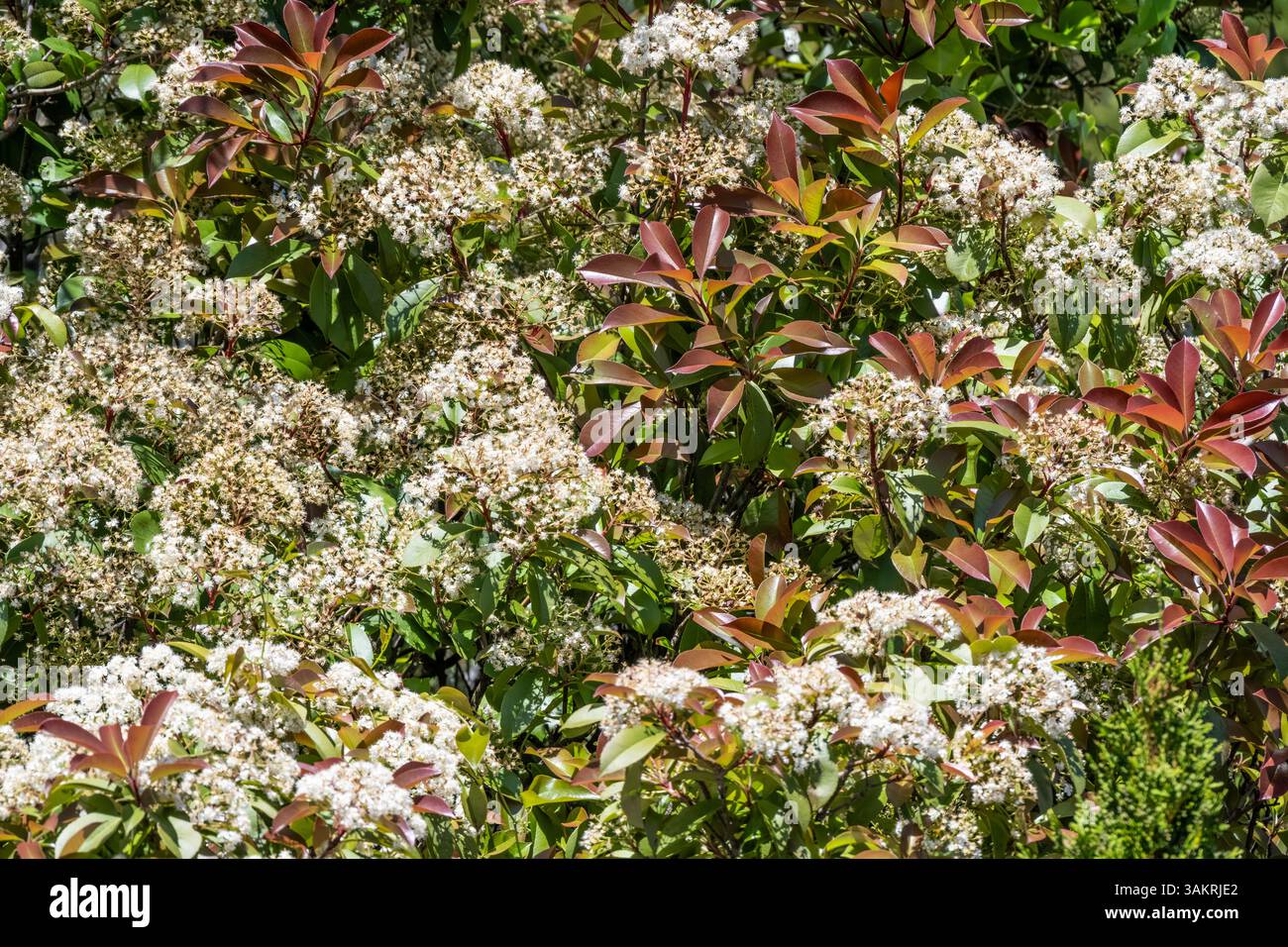 Photinia-Pflanze mit roten und grünen Blättern und weißen Frühlingsblüten. (USA) Stockfoto