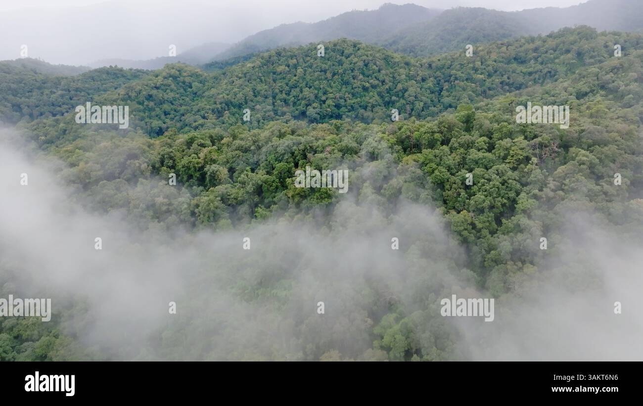 Nebel auf tropischen Regenwaldbergen können tropische Wälder die Luftfeuchtigkeit erhöhen und Kohlendioxid aus der Atmosphäre durch Photosynthesen absorbieren Stockfoto