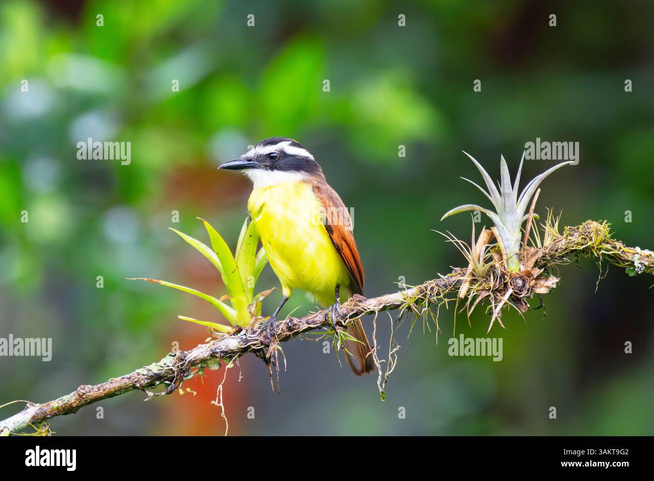 Der große Kiskadee (Pitangus sulfonatus) sitzt auf einem hübschen Barsch, Finca Tinamu, Manizales, Kolumbien Stockfoto