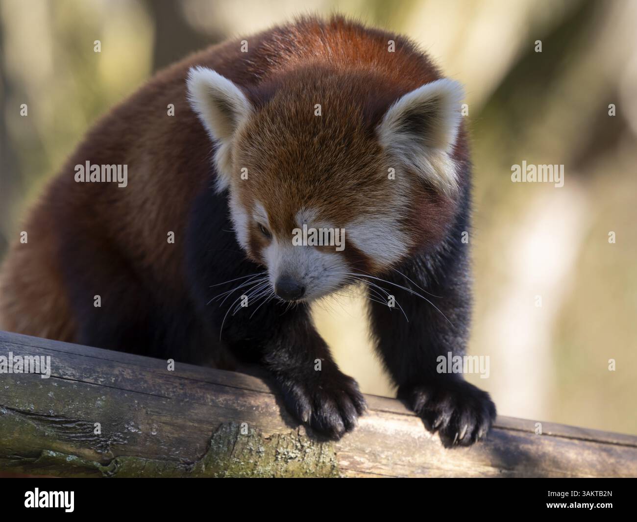 Westlicher Roter Panda, Roter Panda (Ailurus fulgens), vorkommend in Südasien, gefangen gehalten Stockfoto