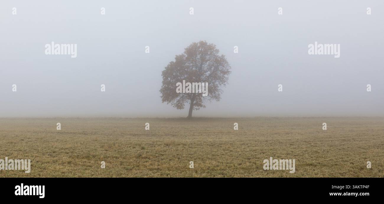 Einsamer Baum auf der leeren Weide im Morgennebel. Panoramabild Stockfoto