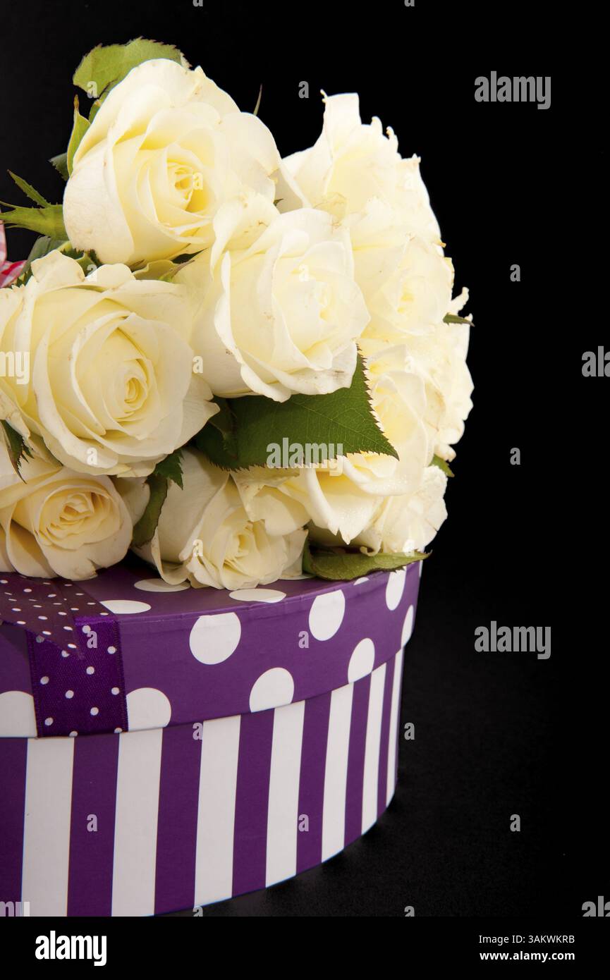 Weiße Rosen auf lila Gegenwart mit schwarzem Hintergrund Stockfoto