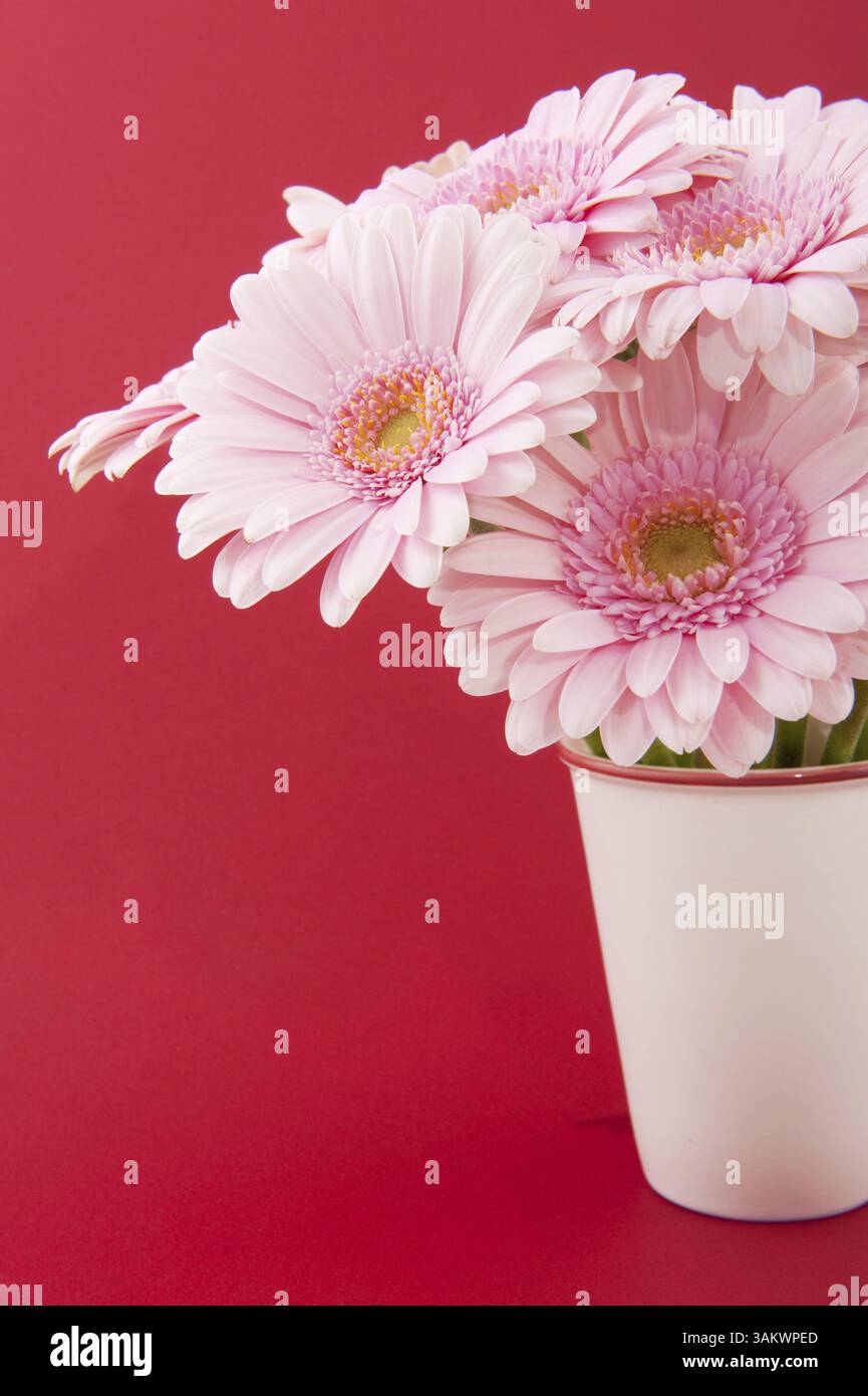 Rosa Gerber in der Vase auf rotem Hintergrund Stockfoto