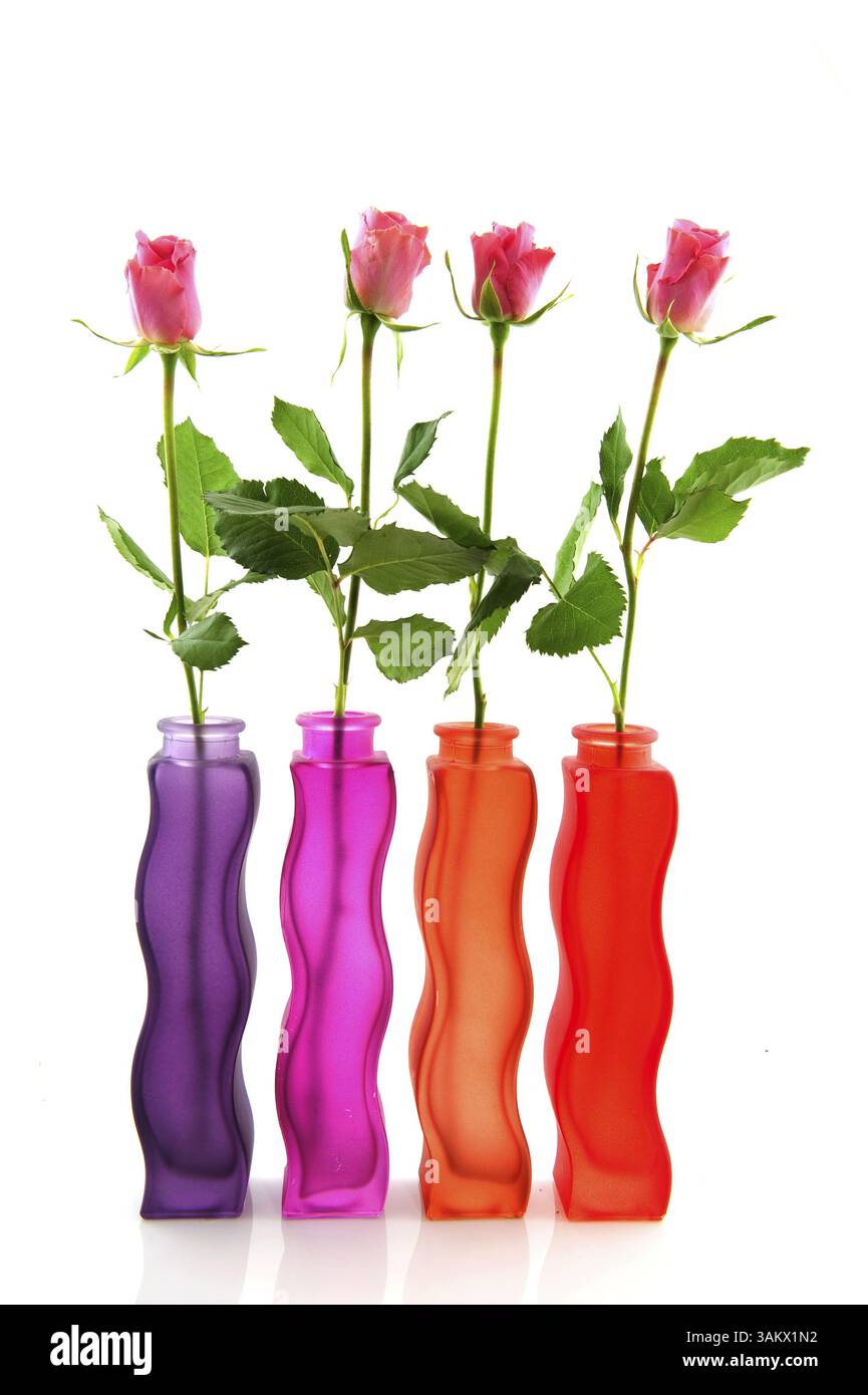 Zeile mit bunten Rosen und Glasvasen auf weißem Hintergrund Stockfoto