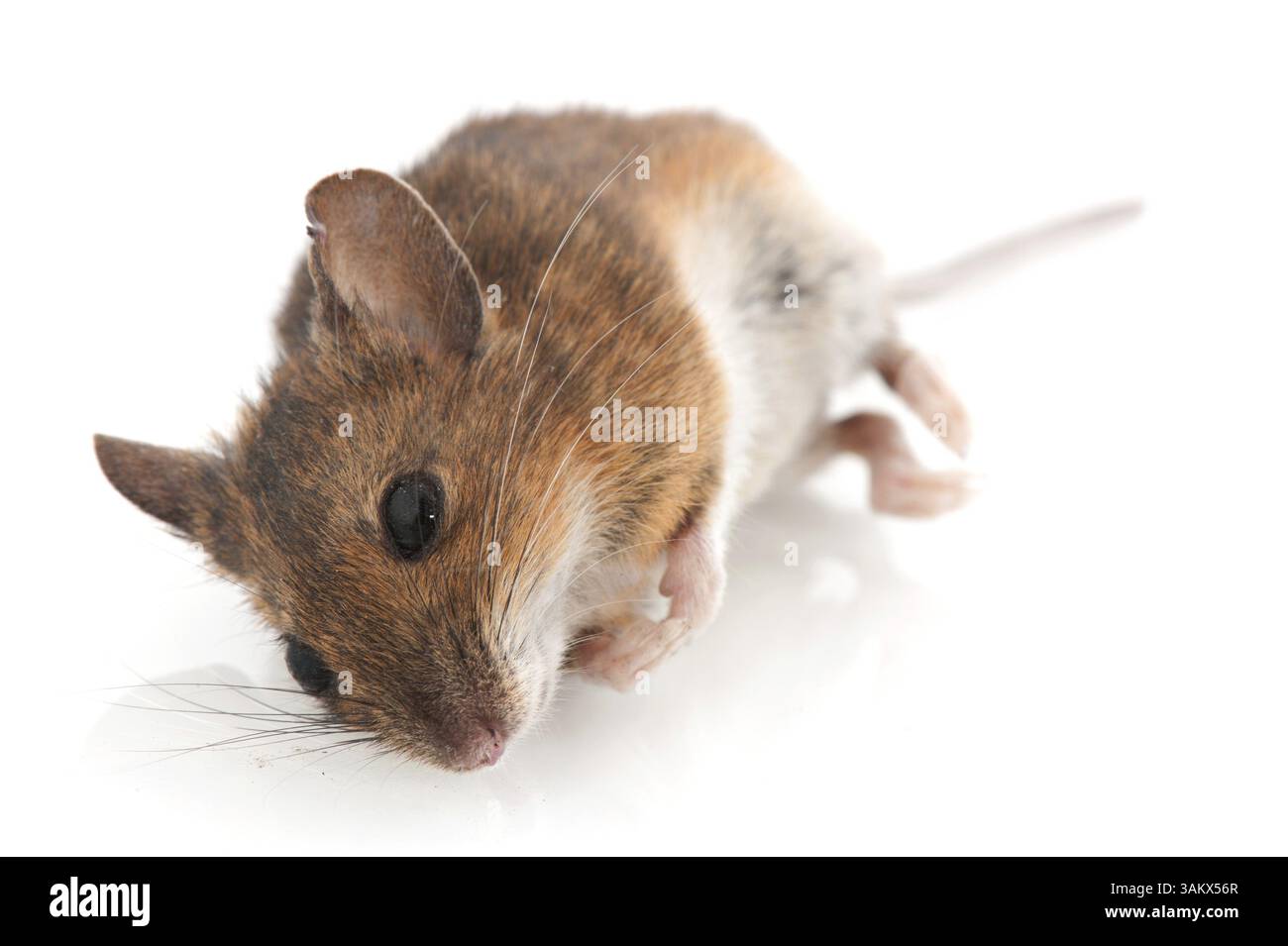 Tote Maus als Opfer der Katze Stockfoto