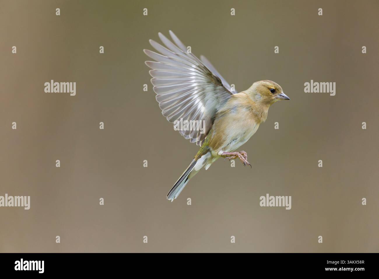 Fringilla Coelebs, Erwachsene weibliche Fliegen, Suffolk, England, April Stockfoto