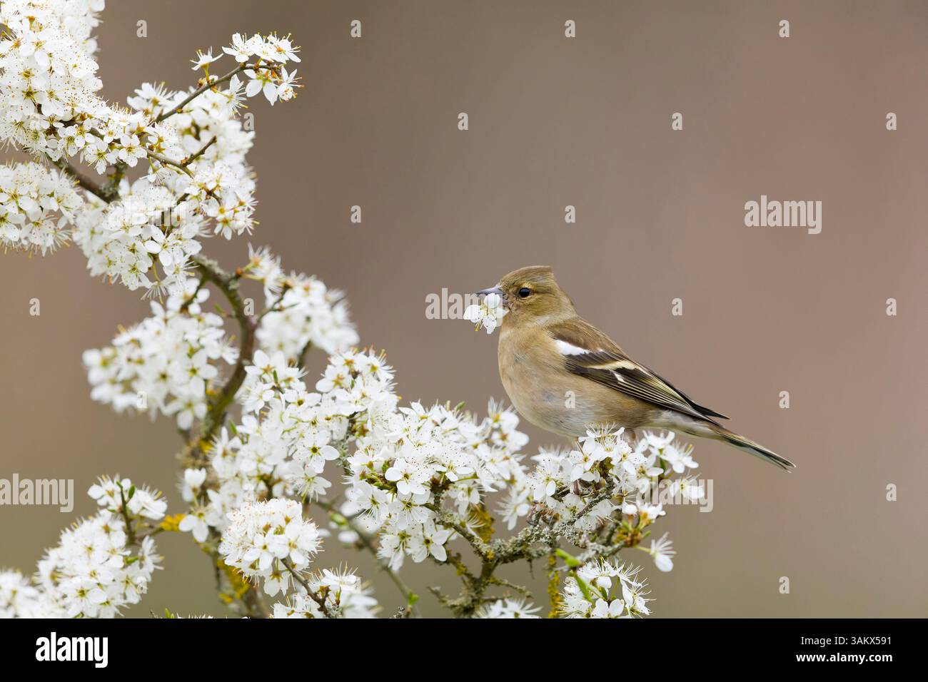 Fringilla coelebs, Erwachsene weibliche Trinknektar aus Blossom, Suffolk, England, April Stockfoto