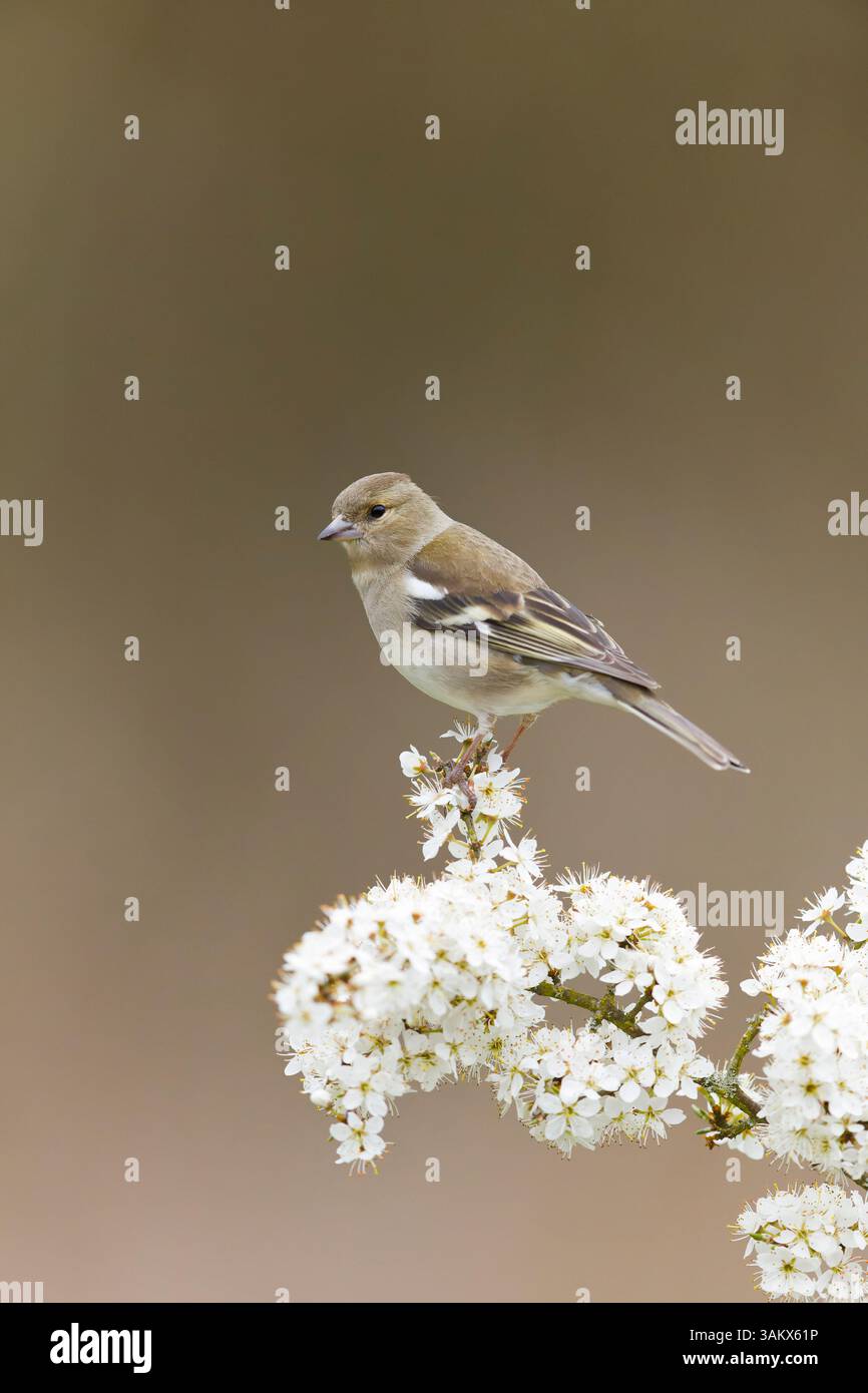 Fringilla coelebs, erwachsenes Weibchen auf Blütenzweig, Suffolk, England, April Stockfoto