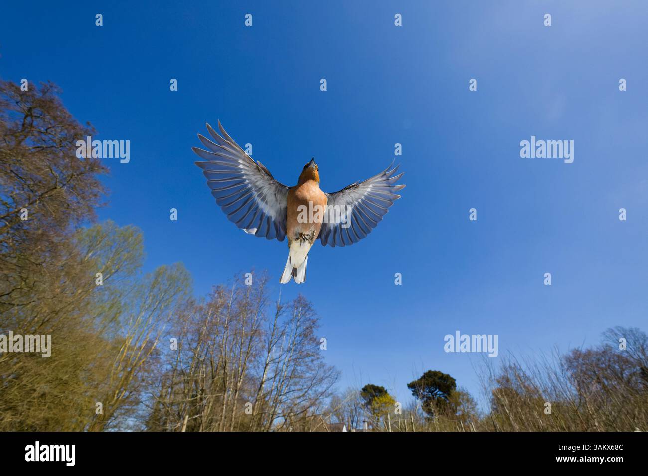 Fringilla Coelebs, Erwachsene männliche Fliegen, Suffolk, England, April Stockfoto