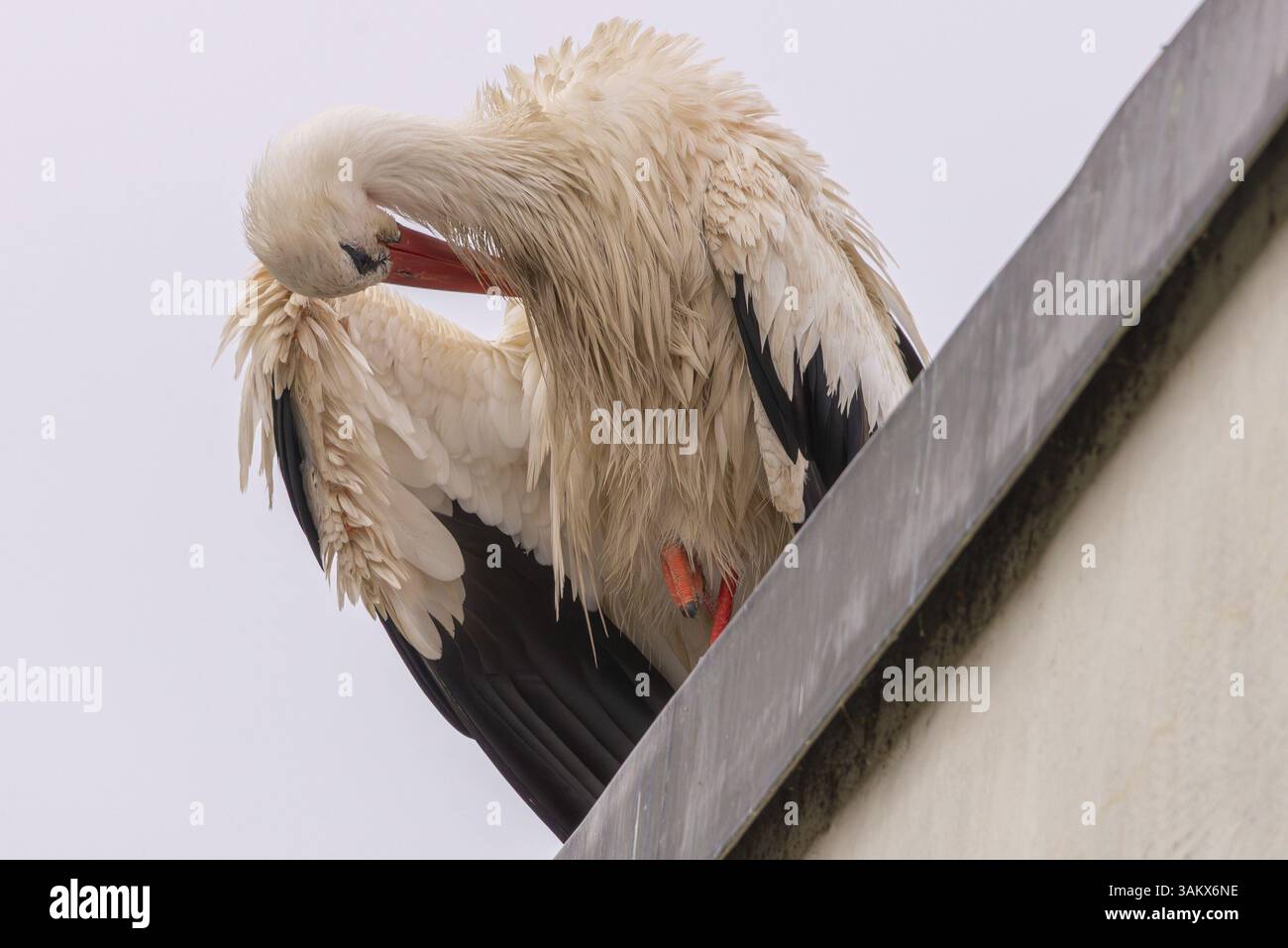Ein Storch putzt seine Federn auf einem Dach, Straubing, Niederbayern Stockfoto